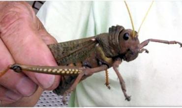 Declararon emergencia en la Patagonia por presencia de la Tucura Sapo