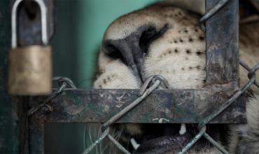 Allanaron el Zoológico de Luján y verificaron el estado de los animales