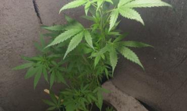 Denunció a su pareja por violencia de género y este terminó denunciando un domicilio con plantas de cannabis
