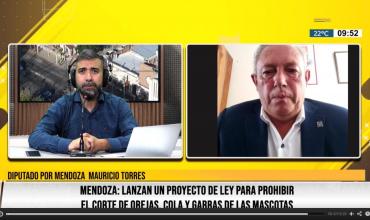 En Mendoza impulsan una ley para prohibir el corte de orejas, colas y garras en las mascotas