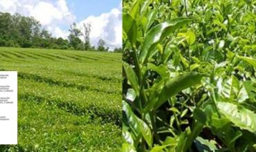 El INTA Cerro Azul lidera la innovación en el mejoramiento genético de la yerba mate