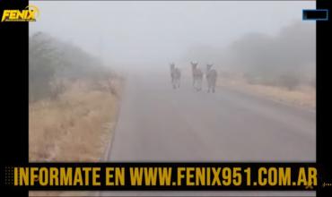 Chepes: Fuerte niebla y animales sueltos generan preocupación en Ruta Provincial 29