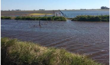 Productores de Bragado, al límite: "Estamos con el agua al cuello por la inacción municipal”