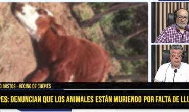 Chepes: denuncian que los animales están muriendo por falta de lluvia