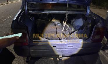 Ruta 29 en Chepes: retienen un auto que transportaba un vacuno en el baúl