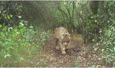 Parques Nacionales ofrece $250 millones de recompensa por aportar datos de Acaí, la yaguareté desaparecida en Chaco