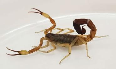 Aumentan las atenciones por alacranes en la provincia