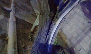  Fuertes vientos provocaron la caída parcial de un árbol y un poste de luz en el barrio Eva Perón