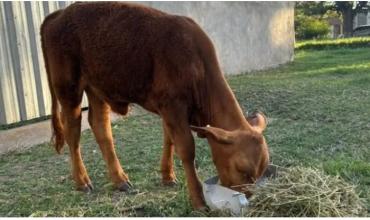 El triste final del ternero Berni, la mascota de una escuela primaria que fue carneada