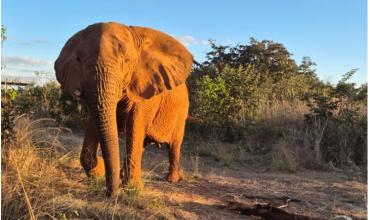Murió la elefanta Kenya en el santuario de Brasil donde vivía desde su traslado de Mendoza