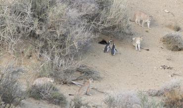 Los pumas comenzaron a cazar pingüinos en la Patagonia: por qué indica el éxito de la restauración ecológica en la zona