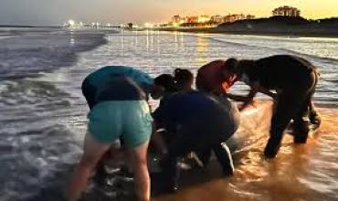 Apareció uno de los cetáceos menos conocidos del mundo en San Clemente: el operativo para rescatarlo