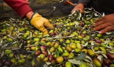 Raúl Muga sobre la cosecha en La Rioja: “Este año la cosecha puede ser mucho mejor de lo que se pensaba”