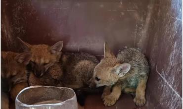 Rescataron a tres cachorros de zorro gris en el barrio Dalvian