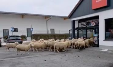 Caos en Alemania: un rebaño de ovejas entró a un supermercado y causó destrozos