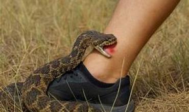 Alerta en Entre Ríos: en 2025 aumentaron un 75% las mordeduras de serpientes yarará