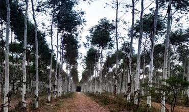 El Gobierno lanza una plataforma para optimizar la producción forestal