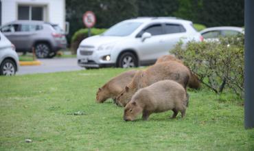 Denuncias por desalojos de carpinchos en Nordelta: “se los llevaron sin avisar”