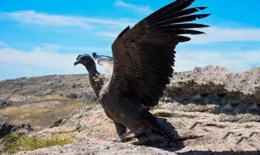 Rescataron en Córdoba a un ejemplar de cóndor andino