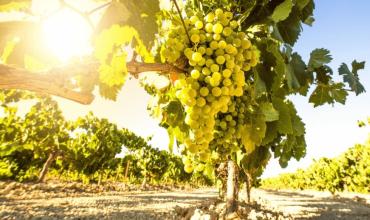 César Tanquia, secretario general de SOEVA: “La vendimia 2026 está atravesada por una enorme incertidumbre en Chilecito”