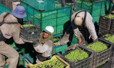 Peligra la cosecha de aceitunas en La Rioja y Catamarca por falta de acuerdo salarial