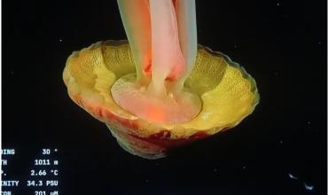 Impresionante: el Conicet filmó una medusa fantasma del tamaño de "un autobus escolar"