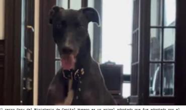 Gary del Ministerio de Capital Humano: el nuevo perro "economista" del Gobierno de Javier Milei