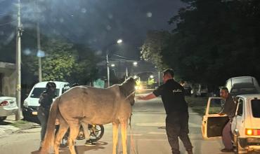 Capturaron un equino suelto que representaba peligro en la vía pública