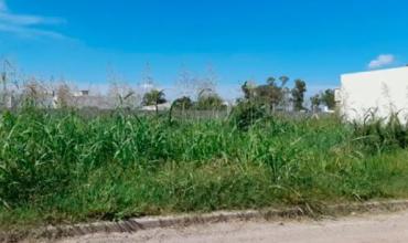 Terrenos sin mantenimiento generan quejas en varios barrios de la capital