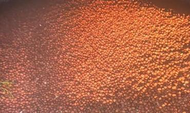 Chilecito: detuvieron a un hombre por intentar sustraer una carga de nuez