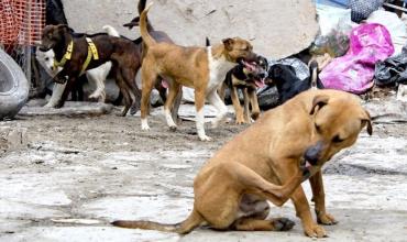 Patricia Soriano, rescatista animal sobre el maltrato y abandono: “La provincia de La Rioja realmente es caótica”