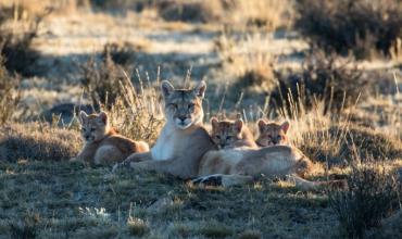 Chilecito: la presencia de un puma con sus crías generó preocupación entre vecinos