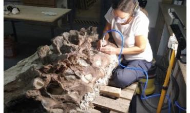 Hallaron en Chubut un nuevo dinosaurio de 160 millones de años: lo llamaron Bicharracosaurus