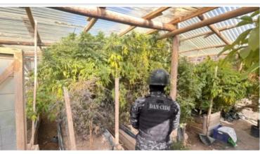 Secuestraron 34 kilos de marihuana valuada a $700 millones en un operativo de narcotráfico en Neuquén