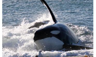 Las orcas cautivan a los turistas en Península Valdés