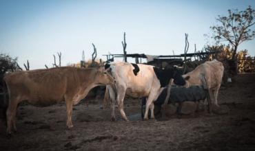 Denuncian el robo de dos vacunos en la zona sur de la Capital