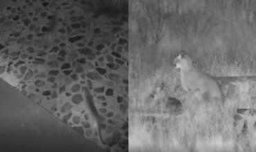 Impactante: tres pumas entraron a una casa y recorrieron el patio durante más de una hora