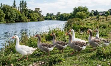 Increíble avance científico: lograron transformar excremento de ganso en proteína y fertilizante