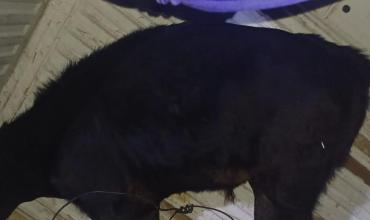 Encontraron un ternero suelto en pleno centro de Aimogasta y fue resguardado por la Policía