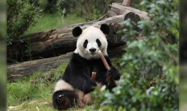 Dos pandas se preparan para viajar más de 12.000 kilómetros desde China a su nuevo hogar en Estados Unidos