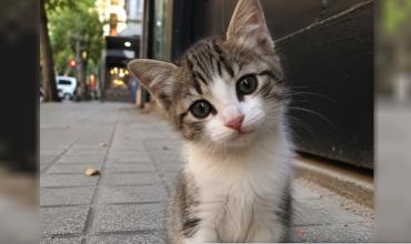Manifestación en el obelisco contra el maltrato animal tras un escabroso caso