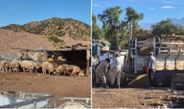 Rescataron más de 70 animales de un criadero ilegal en Luján de Cuyo