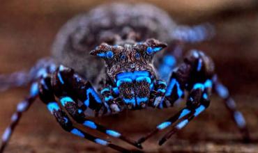 Descubrimiento sorprendente: hallaron una araña azul que brilla bajo luz ultravioleta