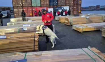 Incautaron 108 toneladas de cocaína ocultas en madera con destino internacional: “es un récord histórico”