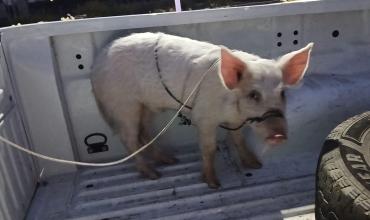 Recuperaron un cerdo robado y demoraron a un hombre tras un incidente con el propietario