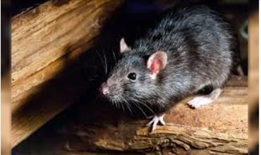 Confirman un nuevo caso de hantavirus en Bariloche: la paciente está internada en terapia intensiva
