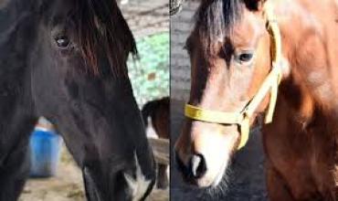 Fallo histórico en derecho animal: qué provincia reconoció a dos yeguas como seres sintientes