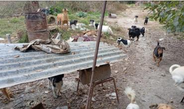 Hallaron cinco cachorros muertos en Salta e investigan si sufrían maltrato animal