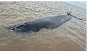 Una ballena quedó varada en la costa de San Isidro: monitorean la evolución de la marea