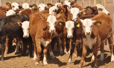 Investigan la desaparición de hasta 350 animales en un campo del departamento Rosario Vera Peñaloza